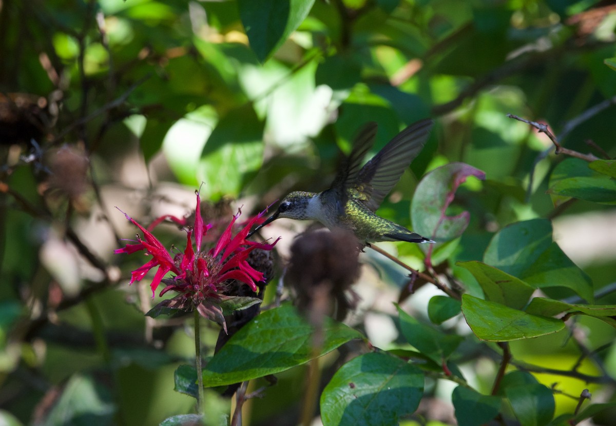 Ruby-throated Hummingbird - ned bohman