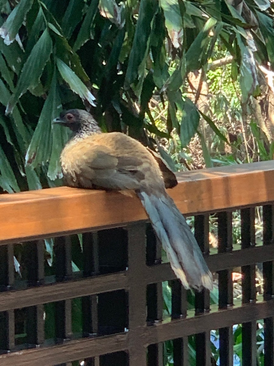 West Mexican Chachalaca - ML608728263