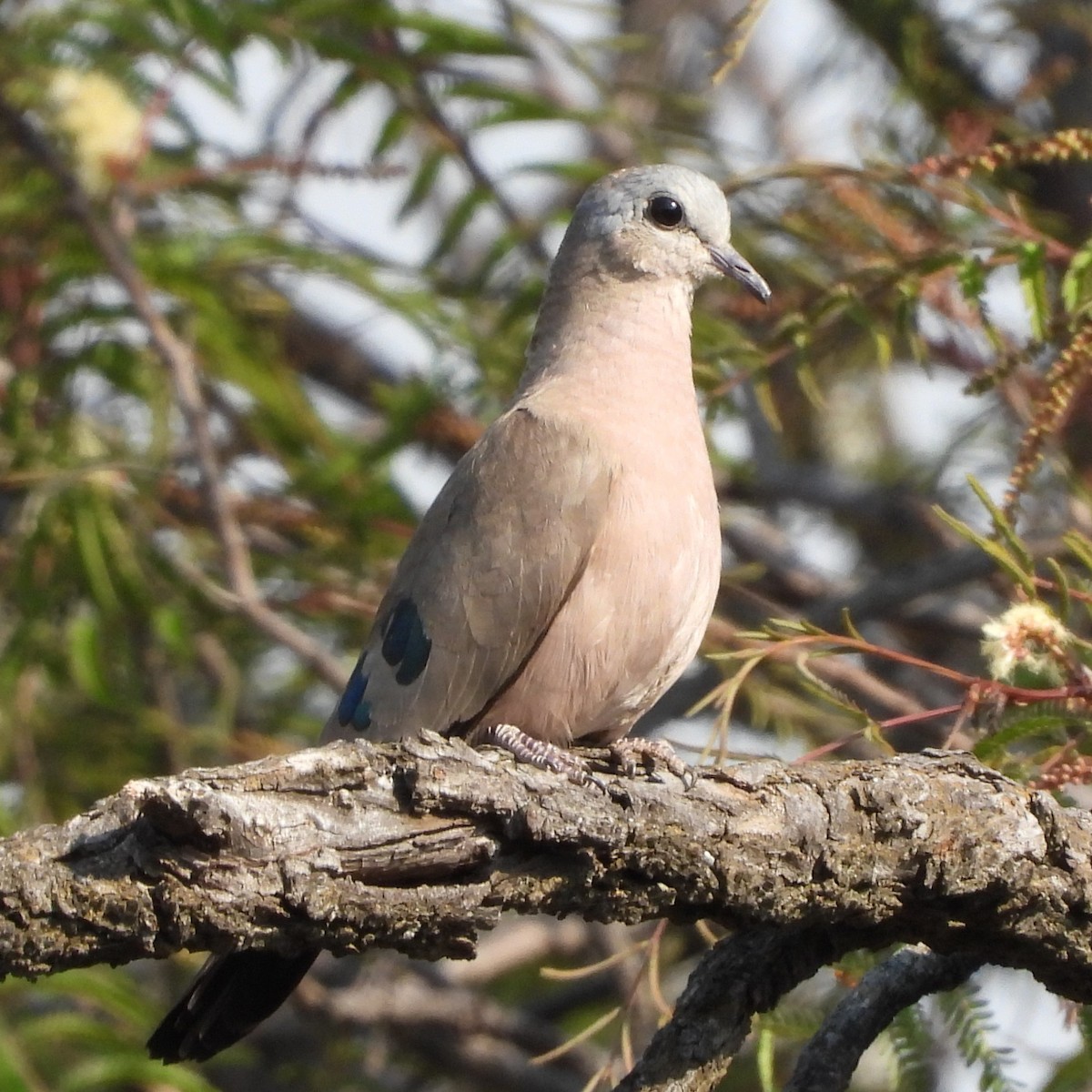 Emerald-spotted Wood-Dove - ML608728374