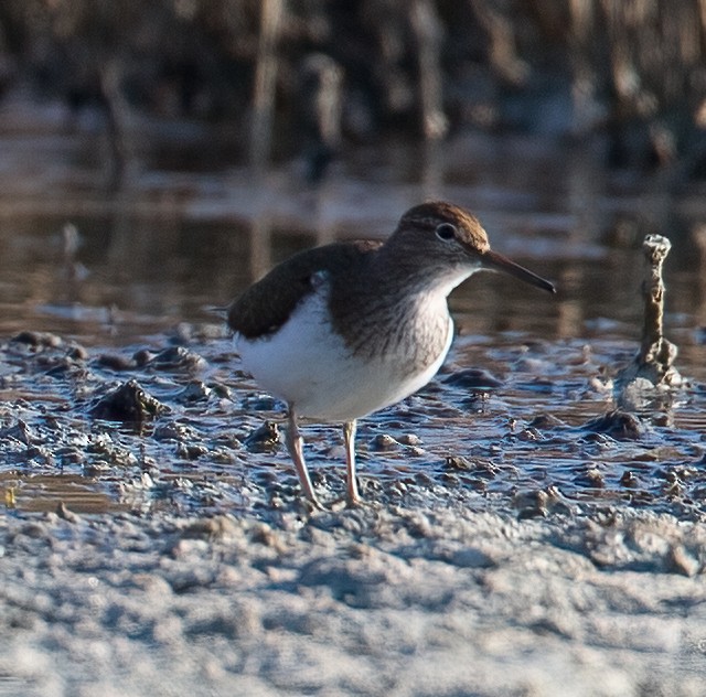 Common Sandpiper - ML608728420