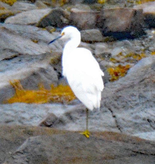 Snowy Egret - ML608728477