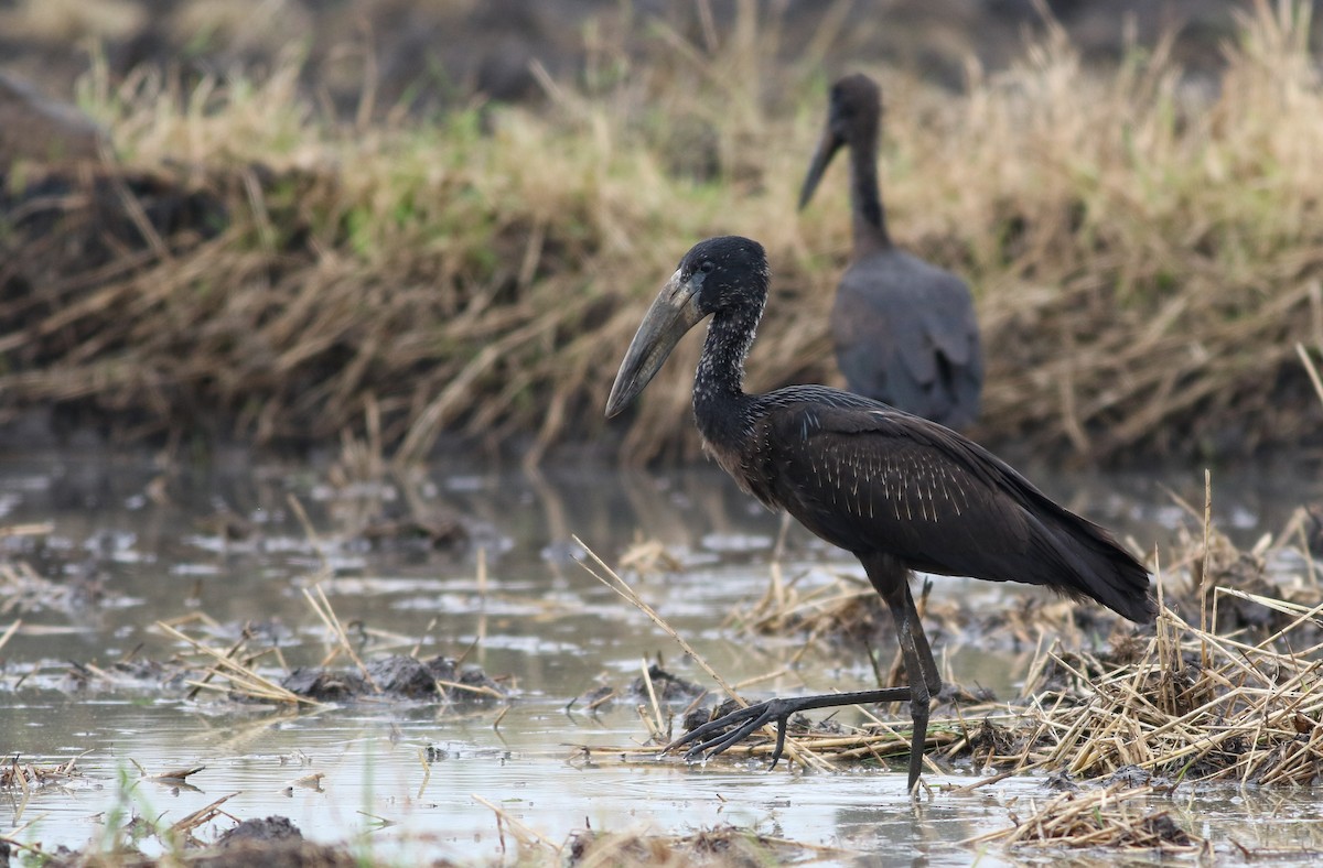 African Openbill - Alex Wiebe