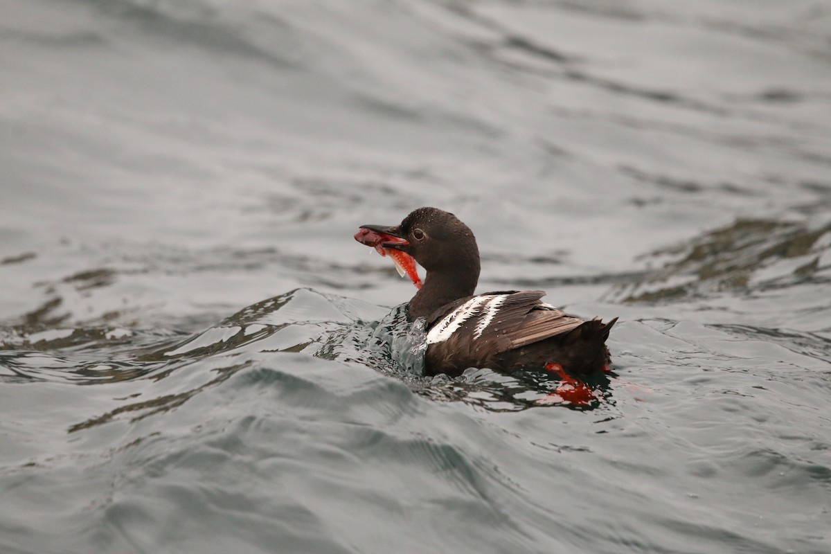 Pigeon Guillemot - ML608728501