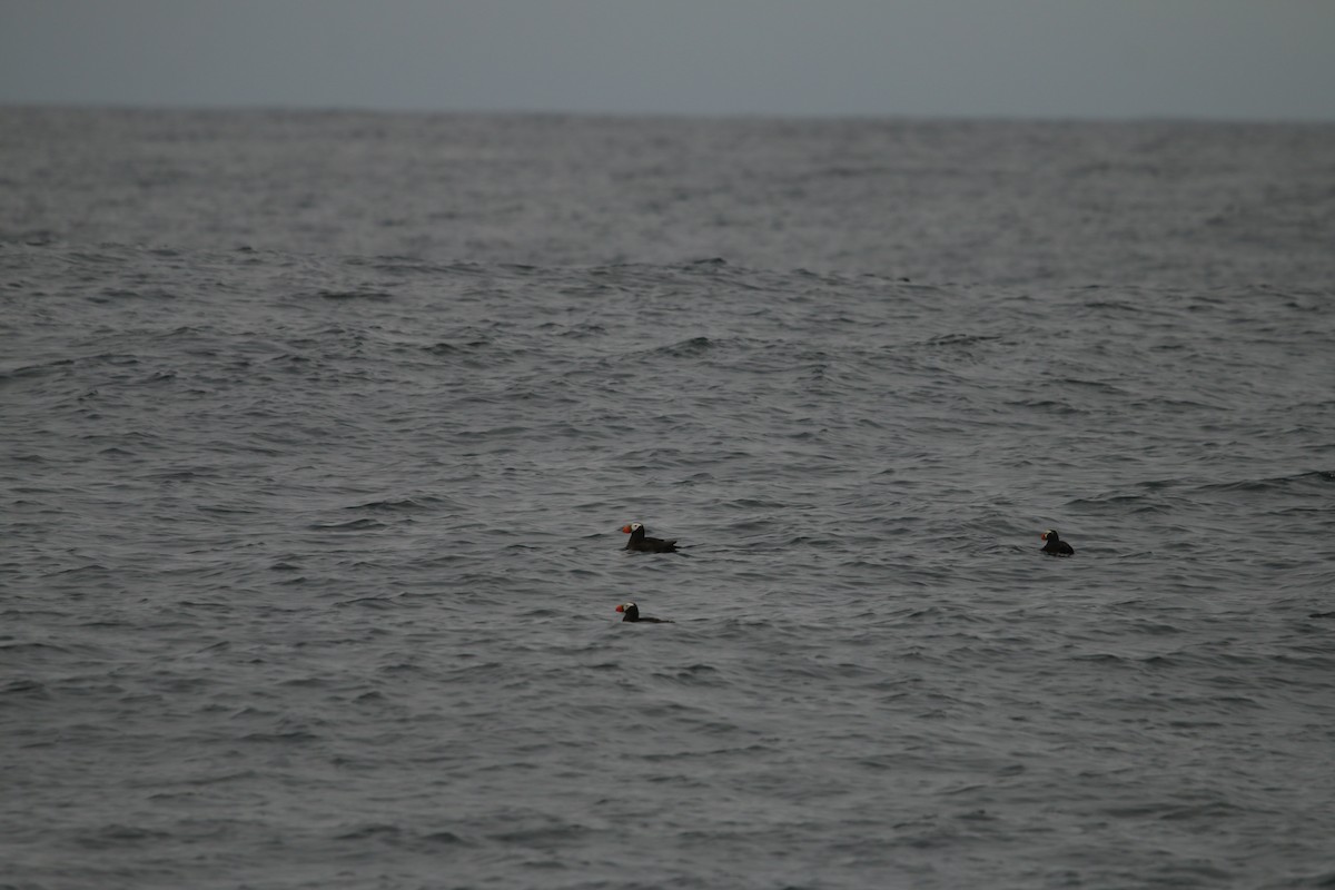 Tufted Puffin - ML608728520