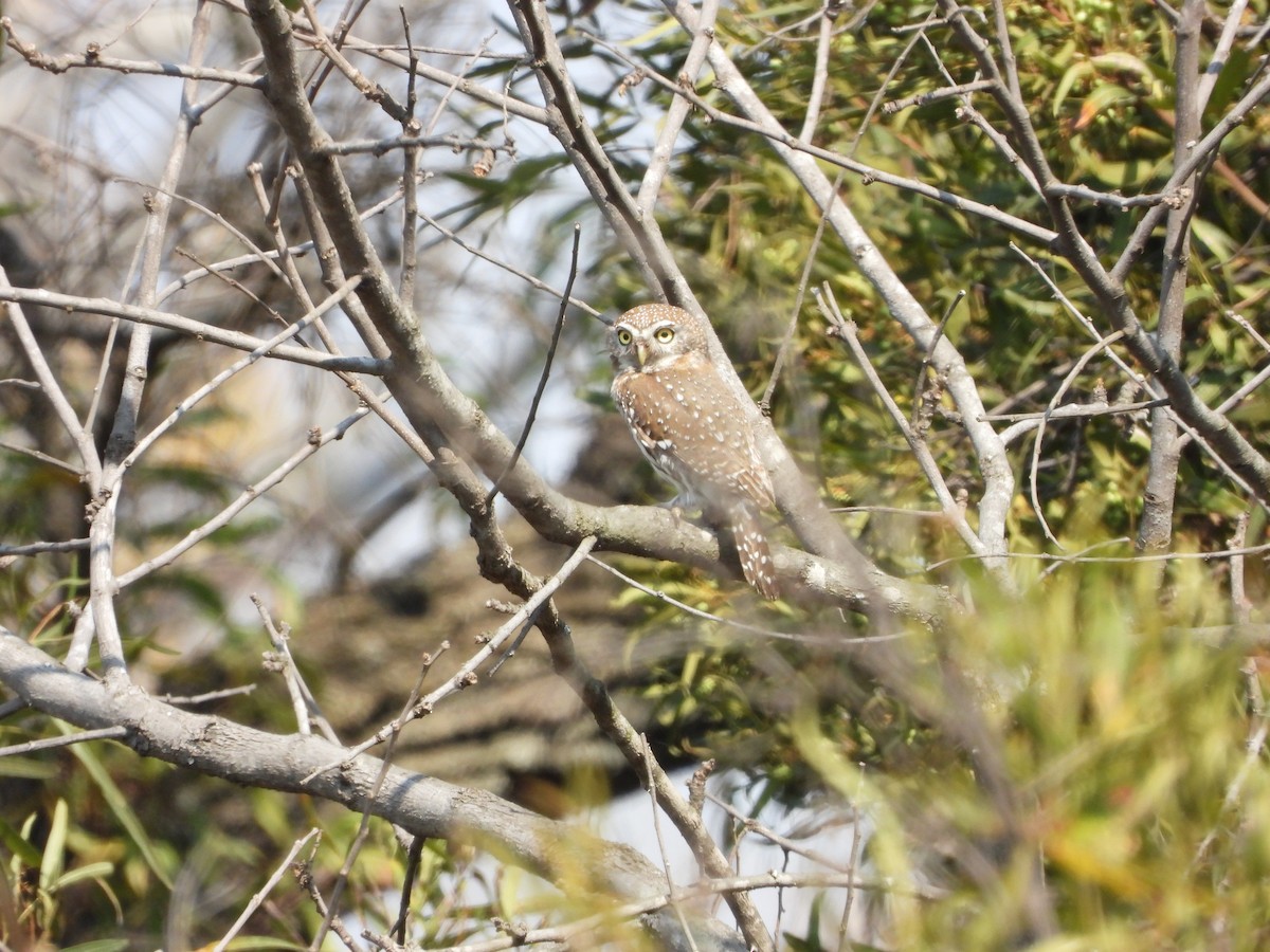Pearl-spotted Owlet - ML608728618