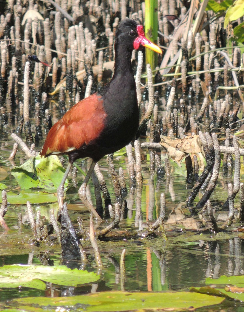 Wattled Jacana - ML608728686