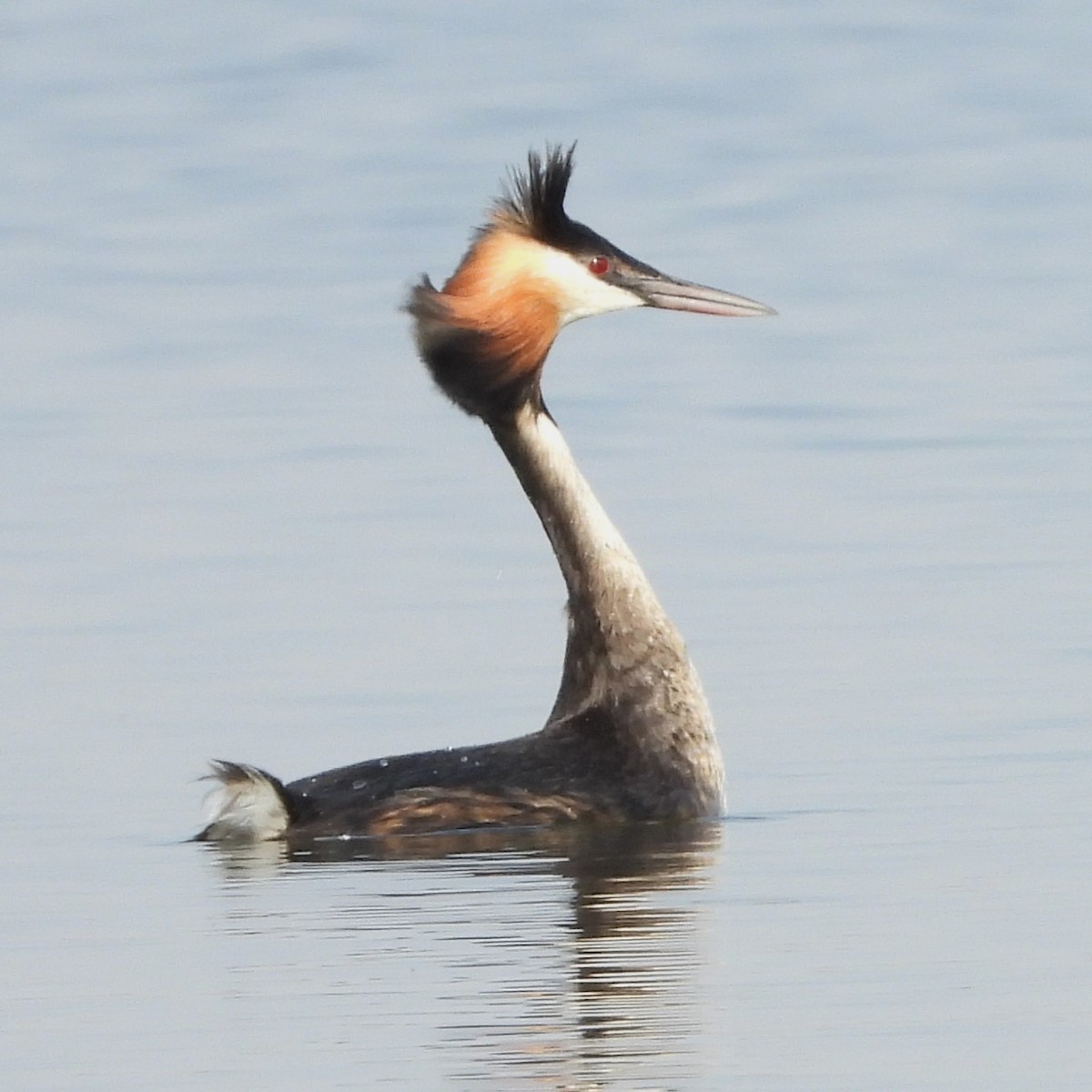 Great Crested Grebe - ML608728817