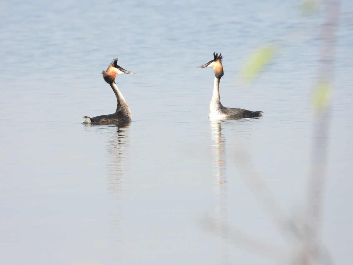 Great Crested Grebe - ML608728975