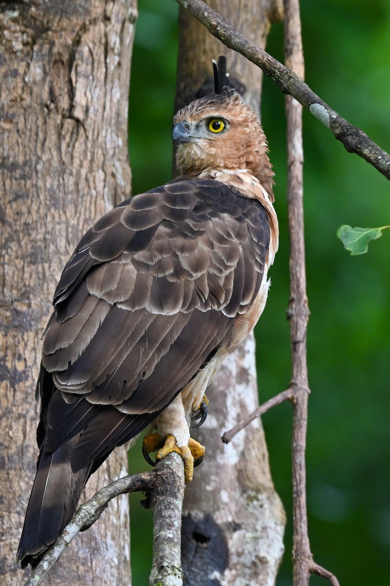 Wallace's Hawk-Eagle - ML608729072