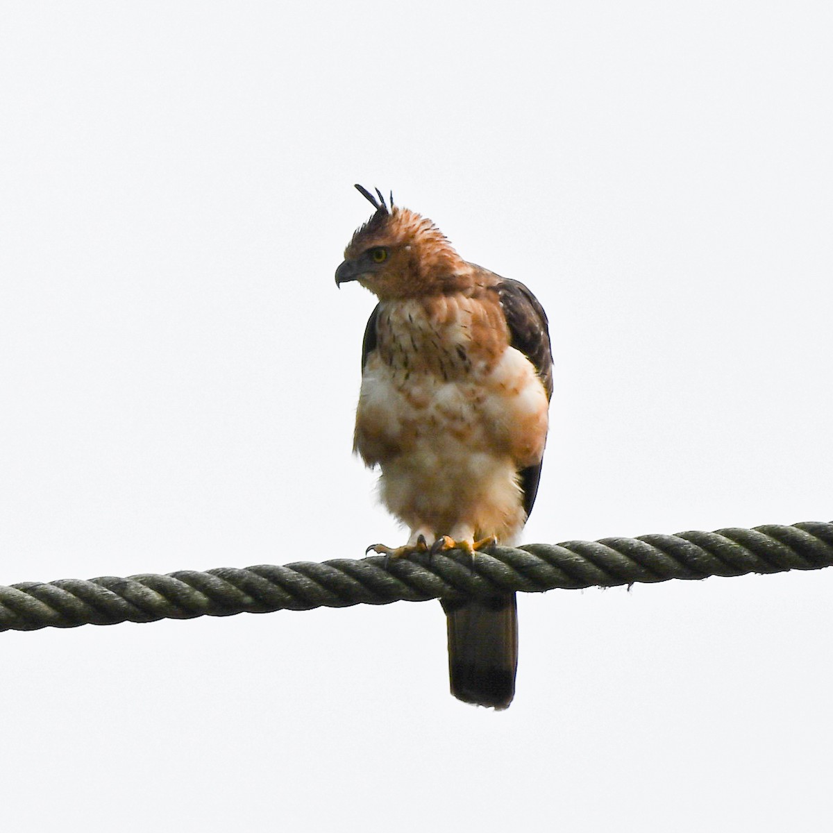 Wallace's Hawk-Eagle - Steve McInnis