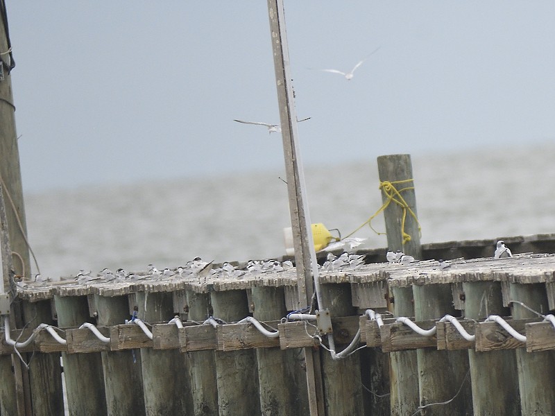 Least Tern - ML608729098