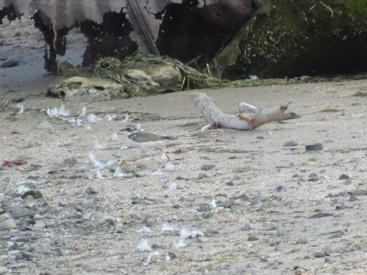 Semipalmated Plover - ML608729285