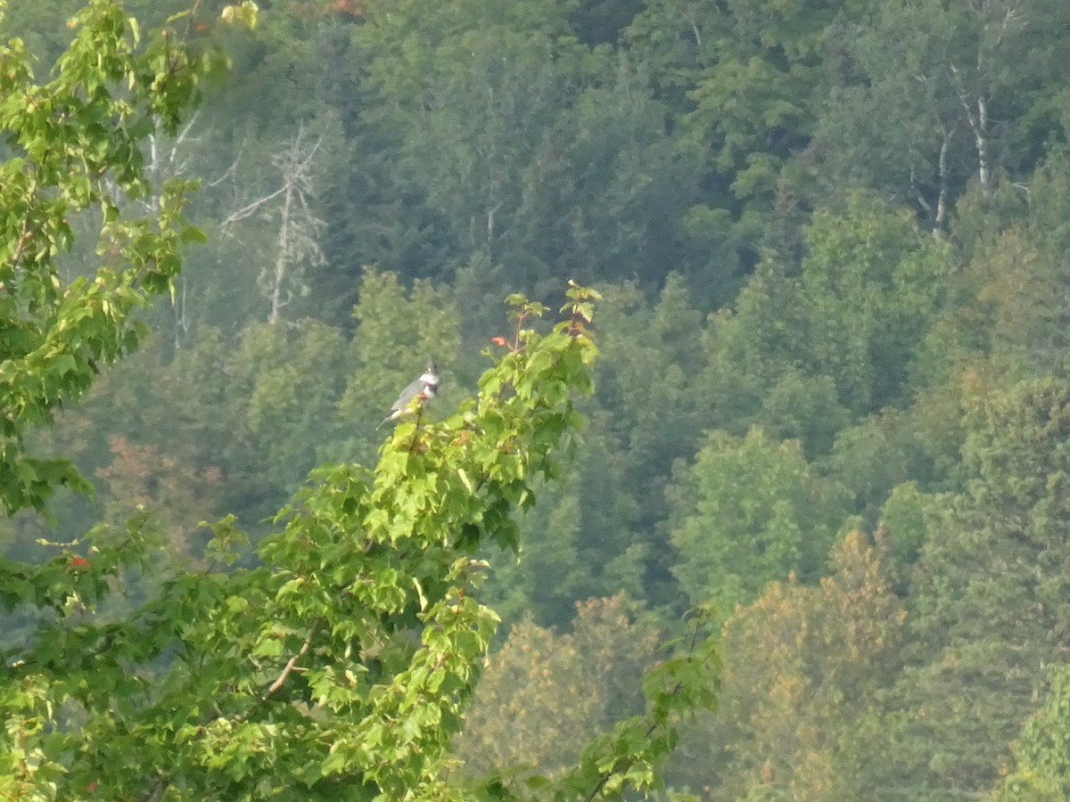 Belted Kingfisher - ML608729315