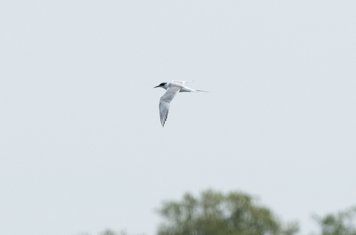 rybák severoamerický - ML608729342