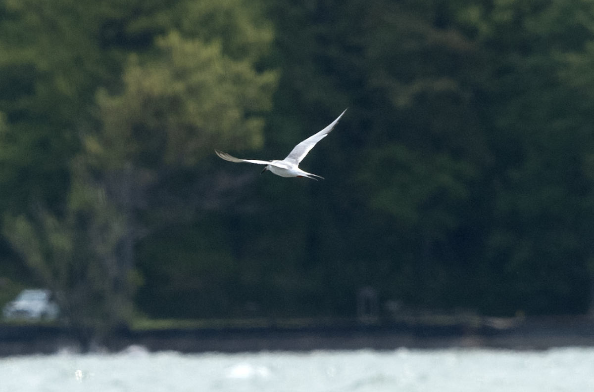 rybák severoamerický - ML608729343