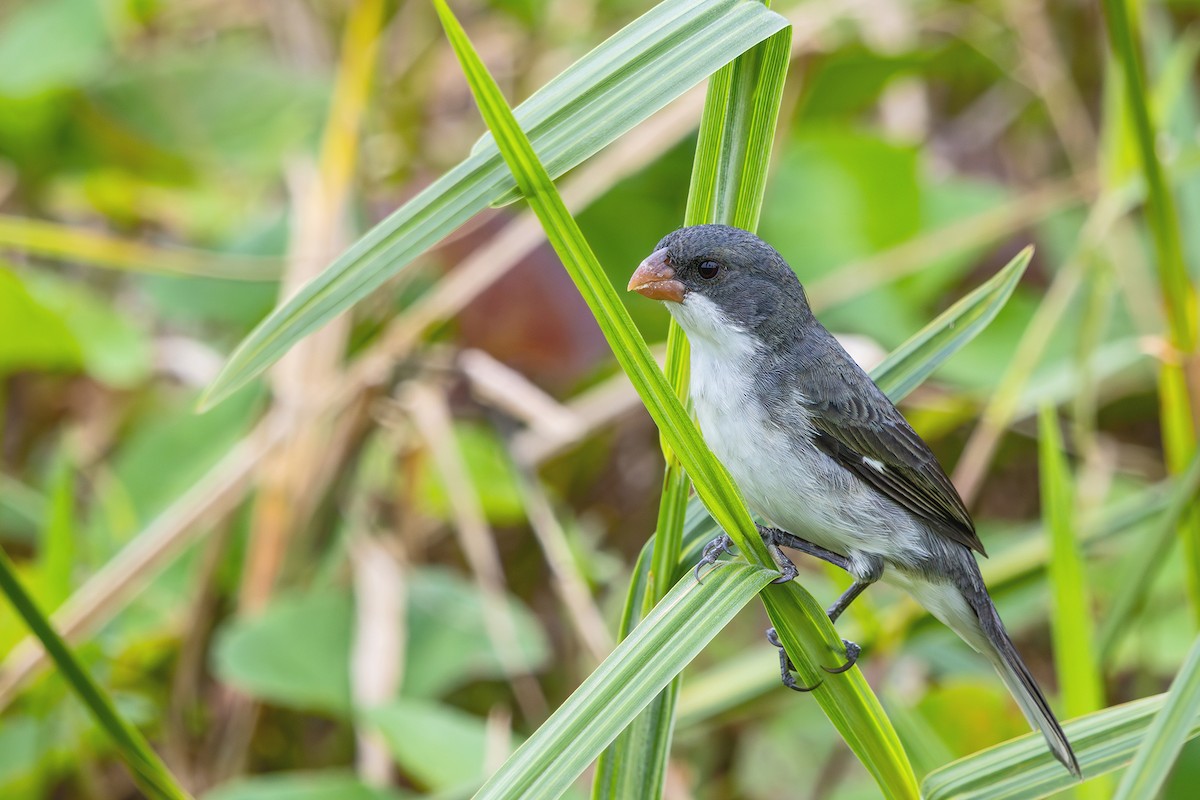 White-bellied Seedeater - ML608729460