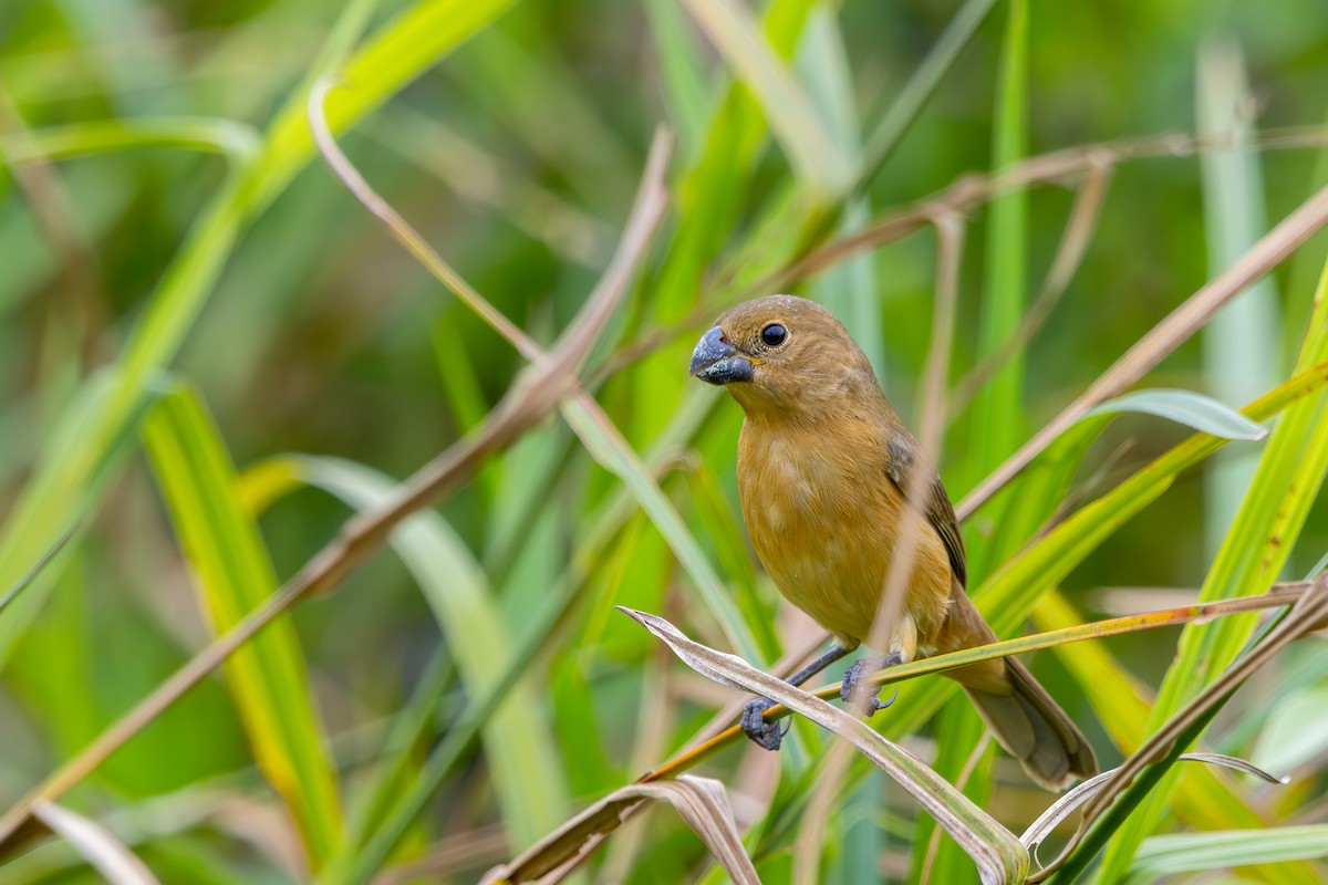 White-bellied Seedeater - ML608729461