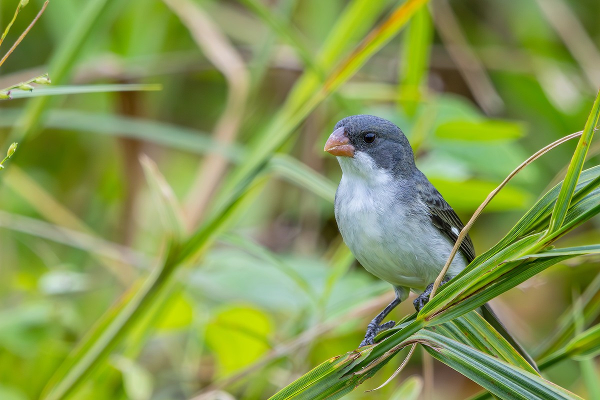 White-bellied Seedeater - ML608729463