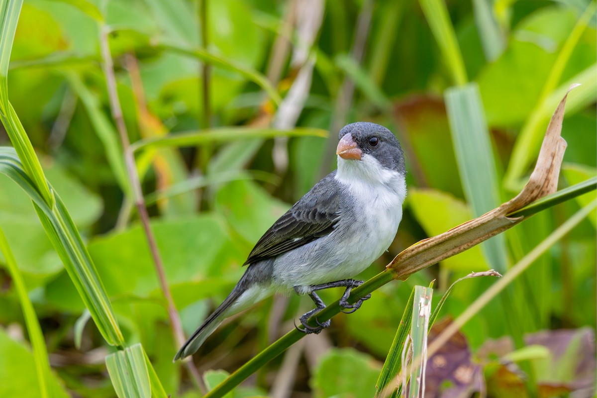 White-bellied Seedeater - ML608729464
