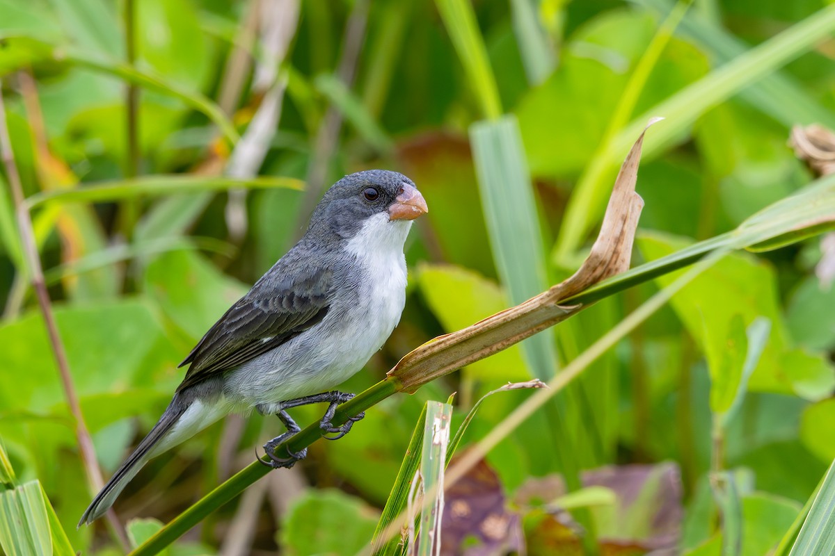 White-bellied Seedeater - ML608729466