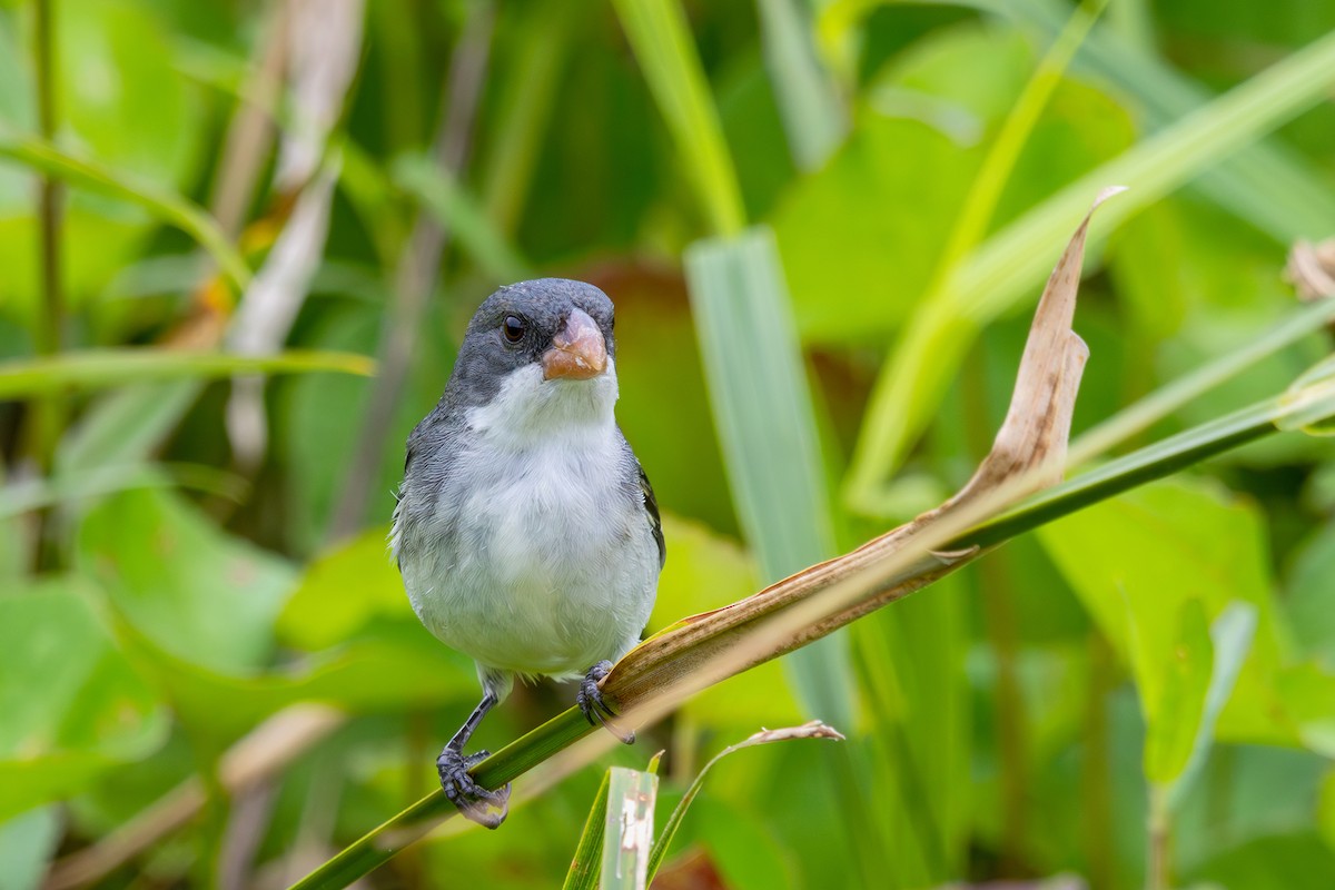 White-bellied Seedeater - ML608729467