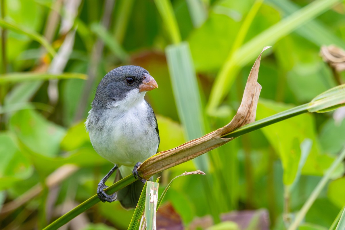 White-bellied Seedeater - ML608729468