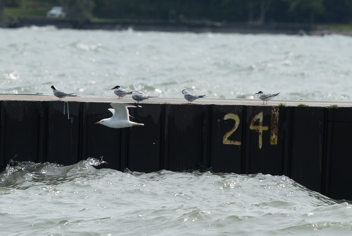 rybák severoamerický - ML608729515