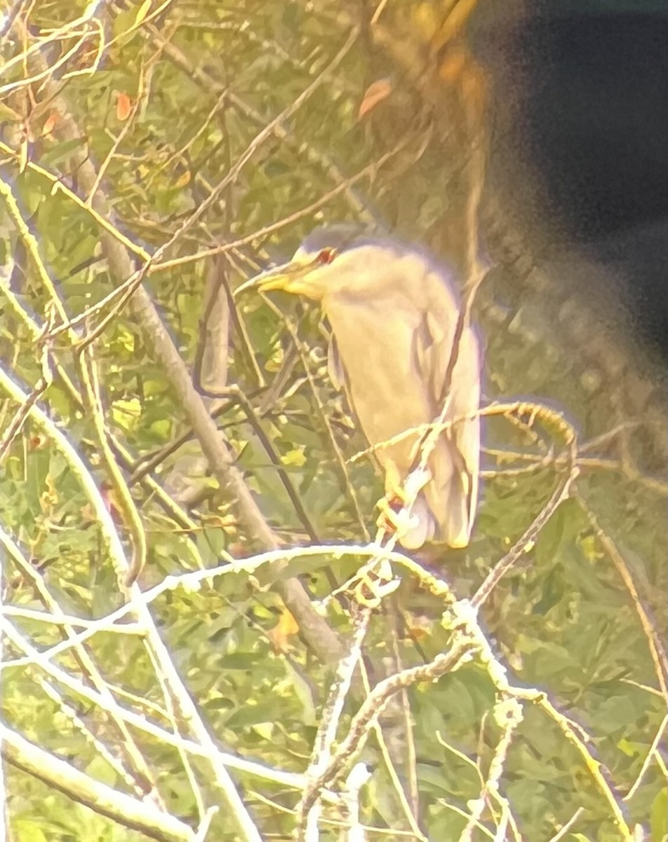 Black-crowned Night Heron - Jan Drury