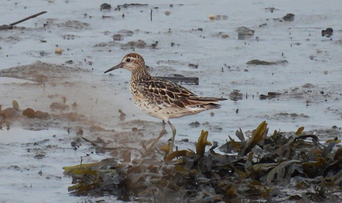 Sharp-tailed Sandpiper - ML608729546