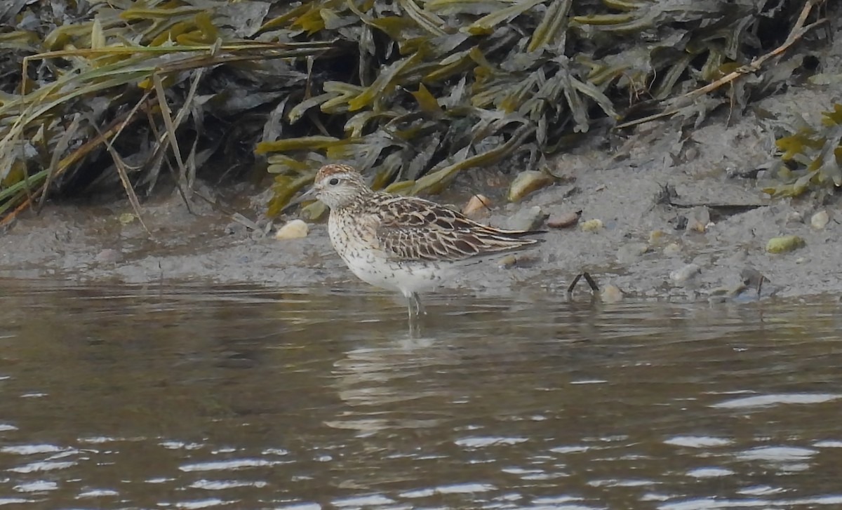 Sharp-tailed Sandpiper - ML608729547