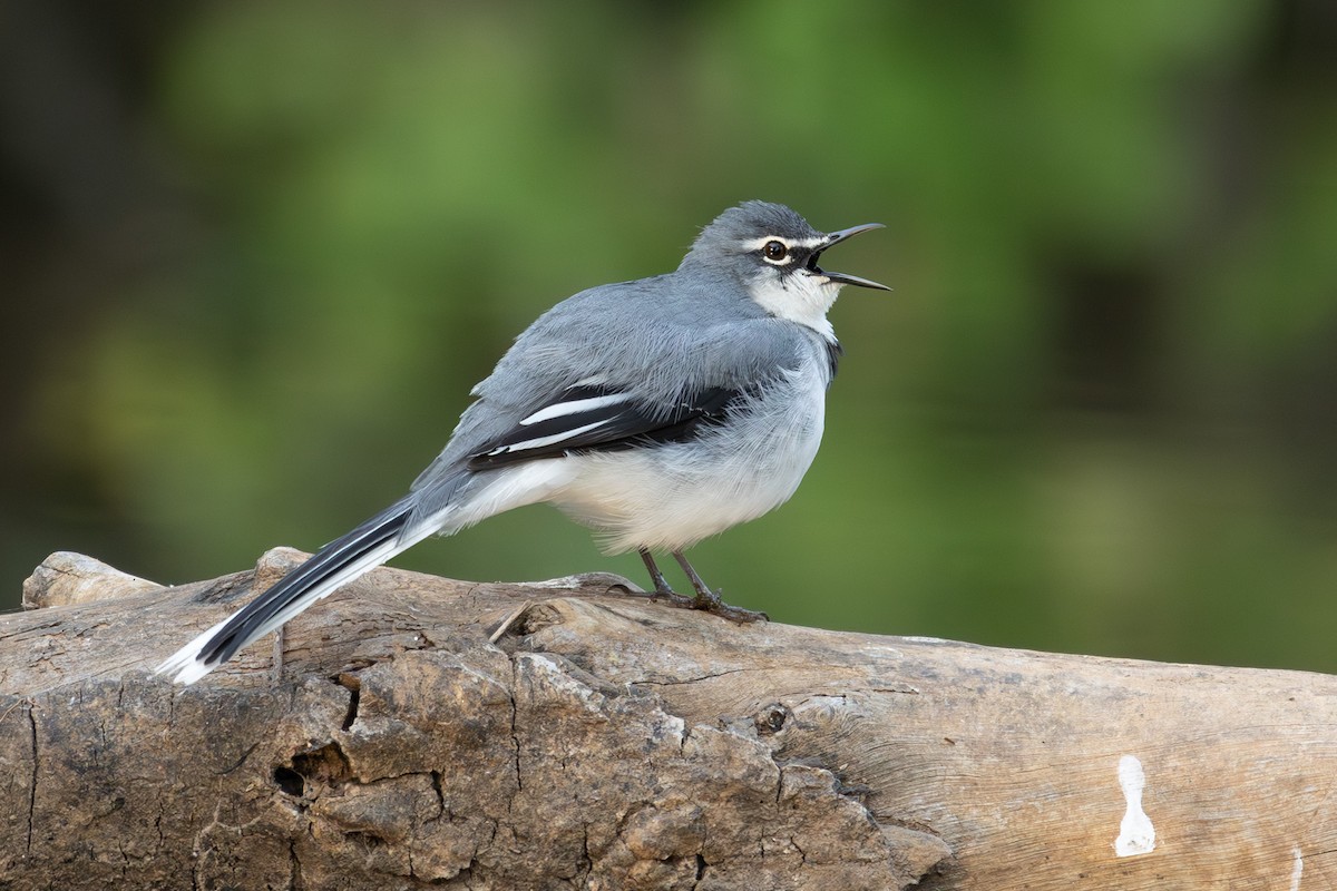 Mountain Wagtail - Daniel Engelbrecht - Birding Ecotours