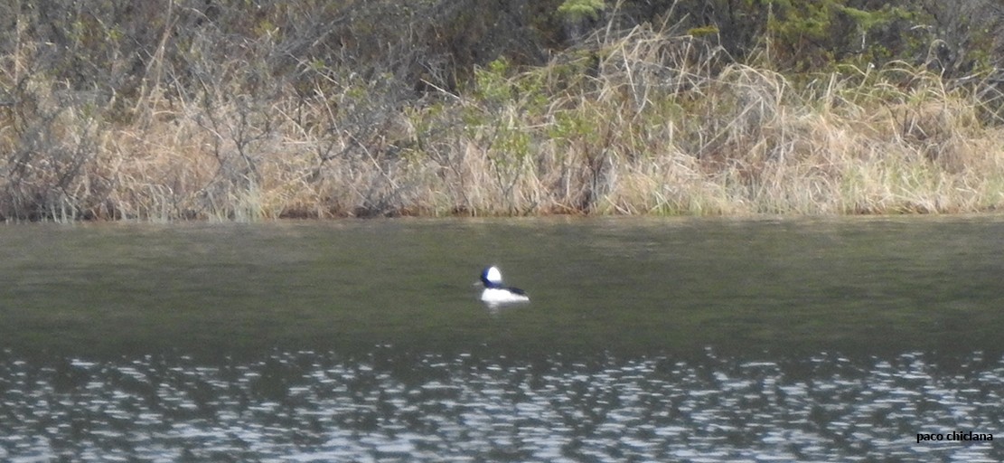 Bufflehead - ML608729574