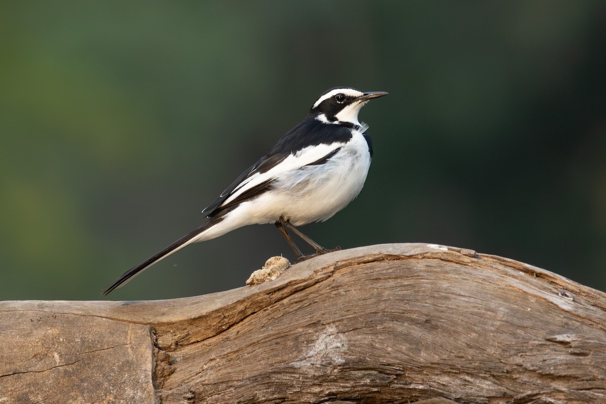African Pied Wagtail - ML608729622