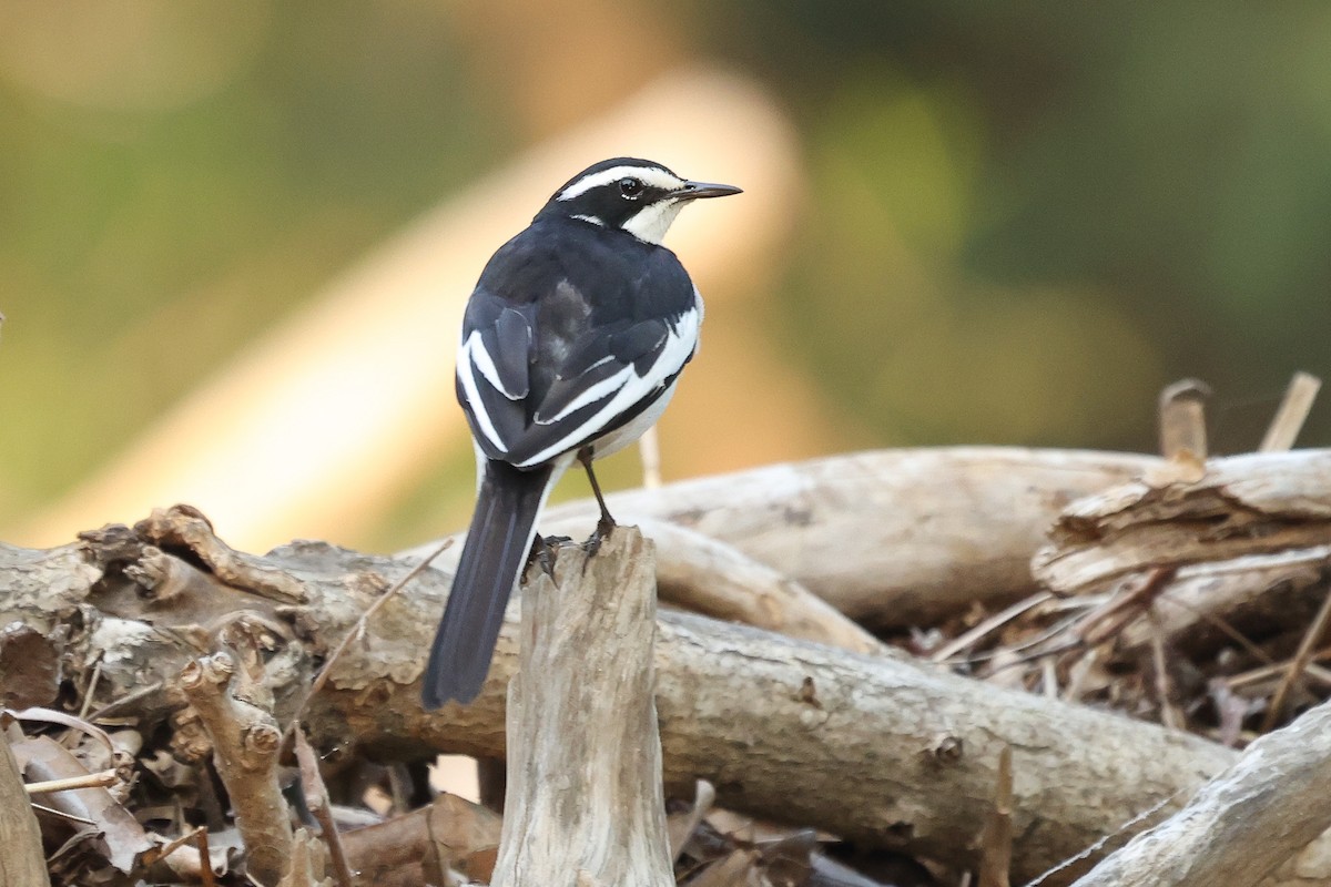 African Pied Wagtail - ML608729623