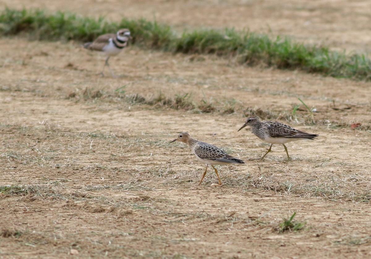 Buff-breasted Sandpiper - ML608729632