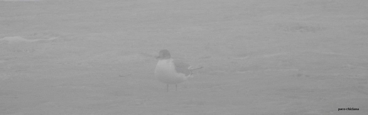 Sabine's Gull - ML608729754