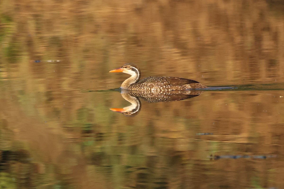 African Finfoot - ML608729798