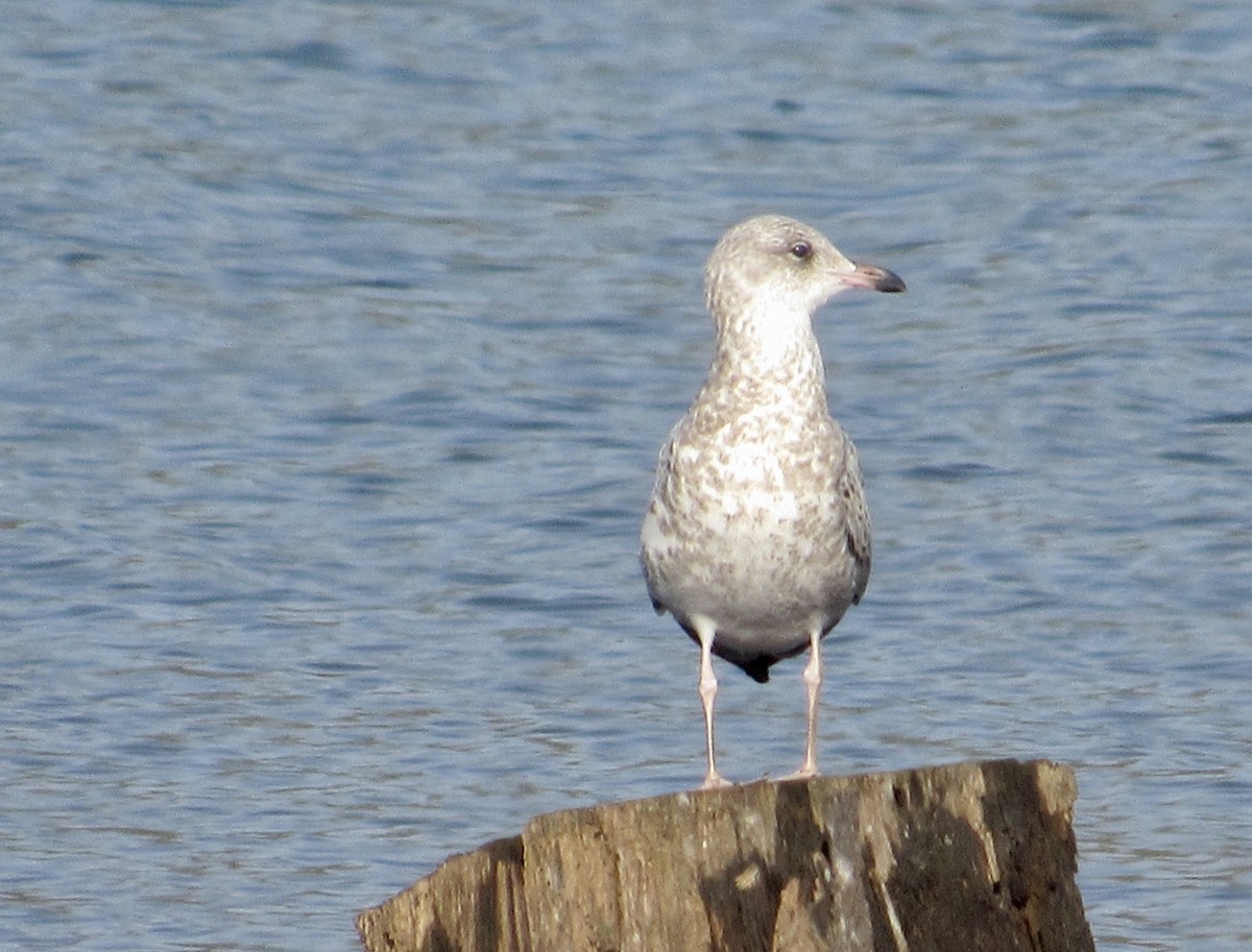 Ring-billed Gull - Howard Sands