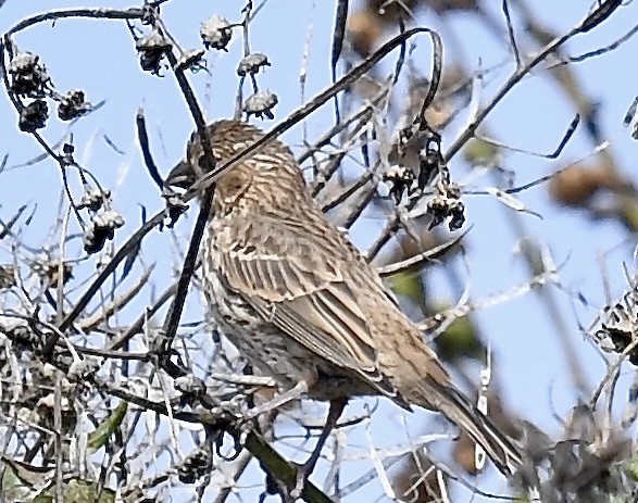 House Finch - ML608729874