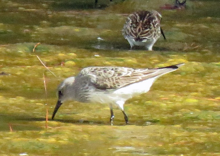 White-rumped Sandpiper - ML608729925