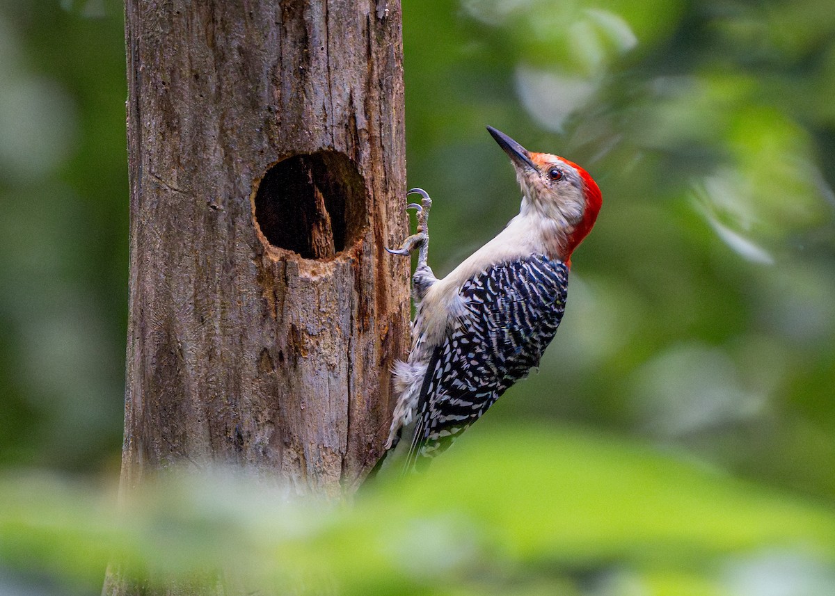 Red-bellied Woodpecker - Dori Eldridge