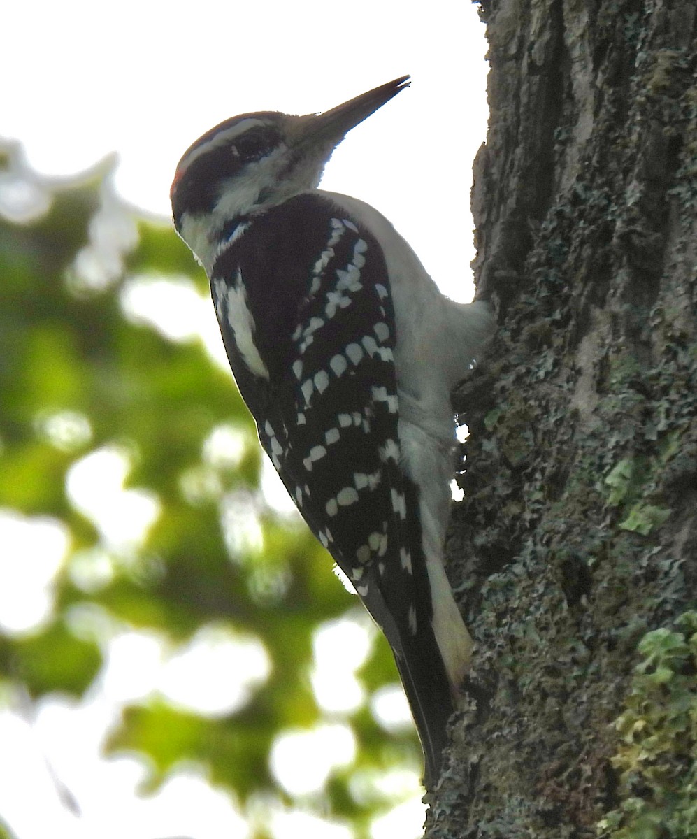 Hairy Woodpecker - Lynne Harding