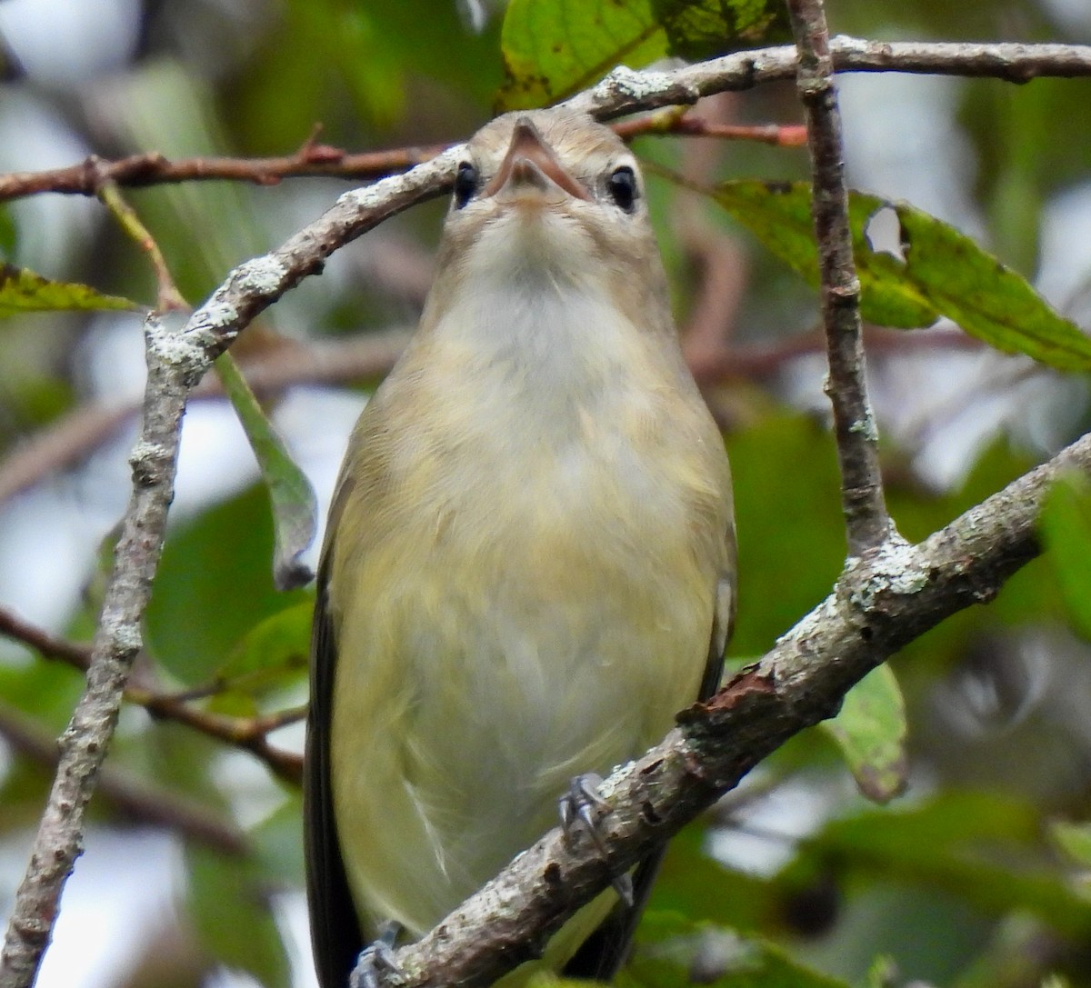 Warbling Vireo - Lynne Harding