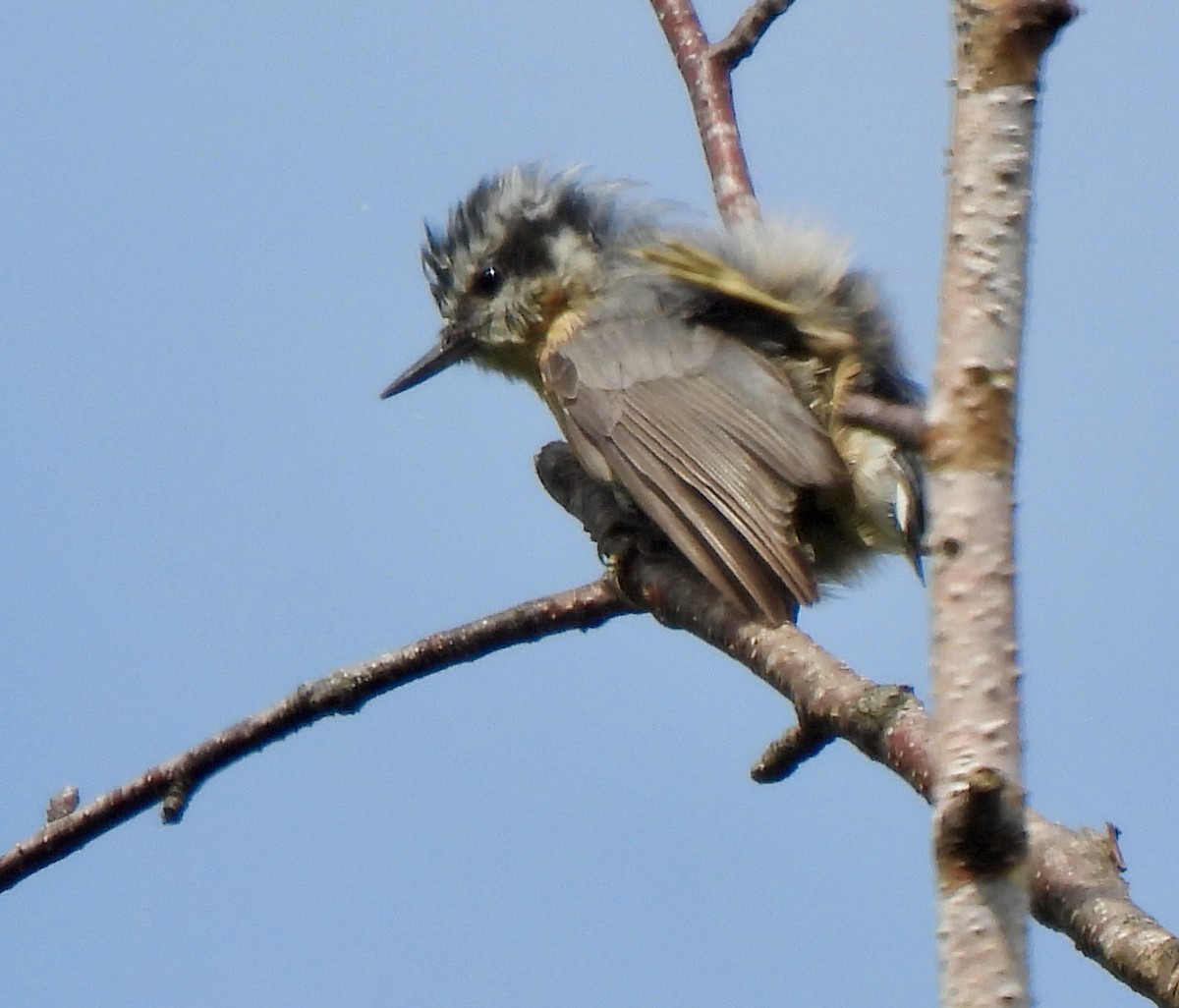 Red-breasted Nuthatch - Lynne Harding