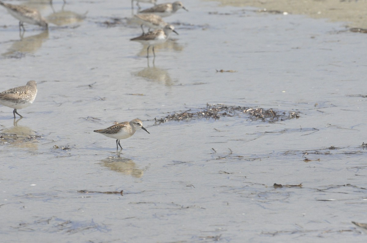 Western Sandpiper - ML608730210