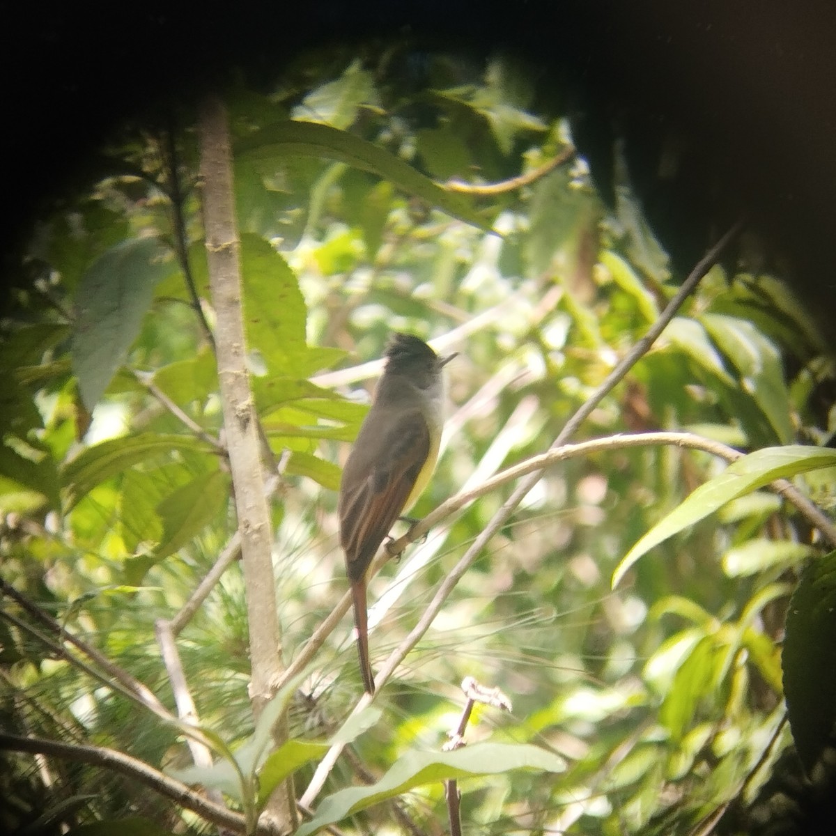 Dusky-capped Flycatcher - ML608730228