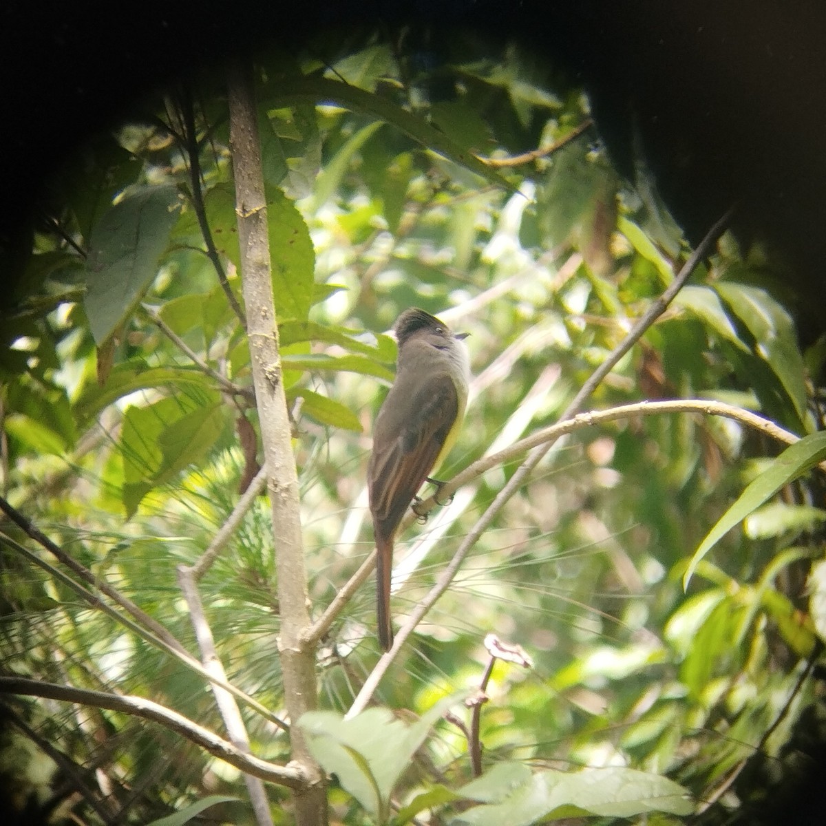 Dusky-capped Flycatcher - ML608730229