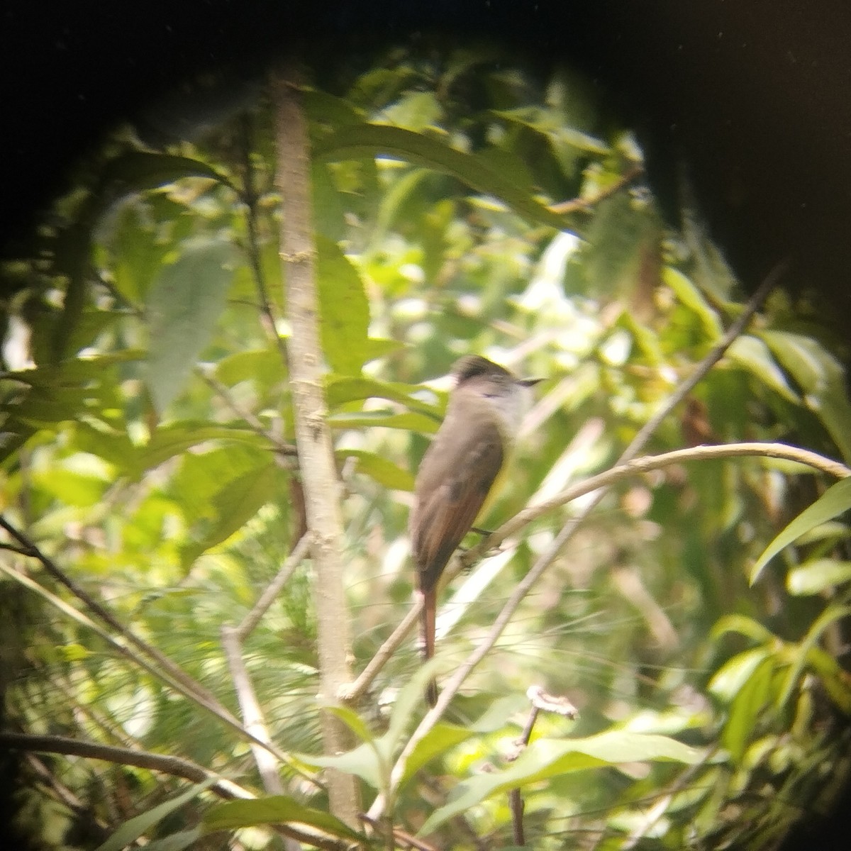 Dusky-capped Flycatcher - ML608730232