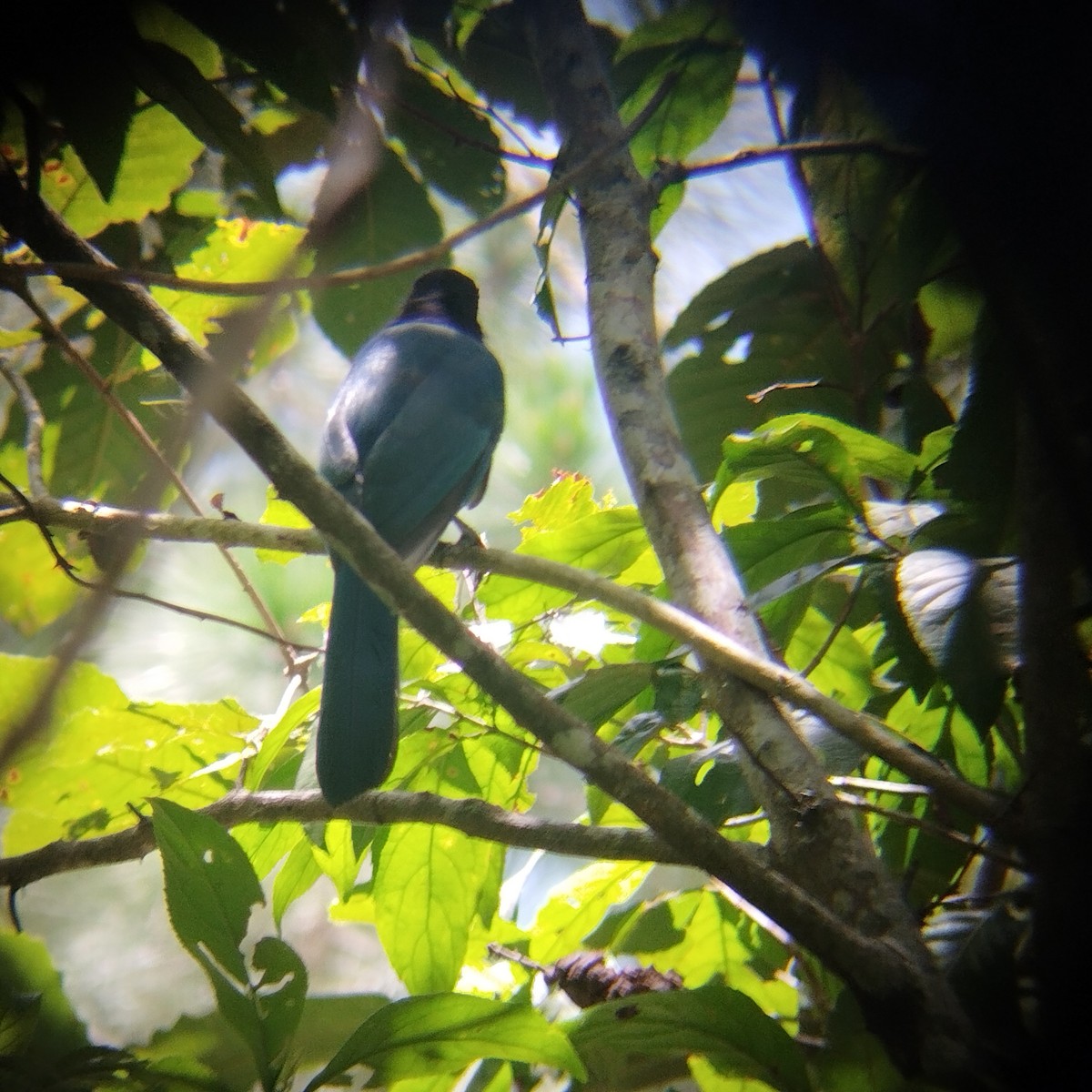 Bushy-crested Jay - ML608730252