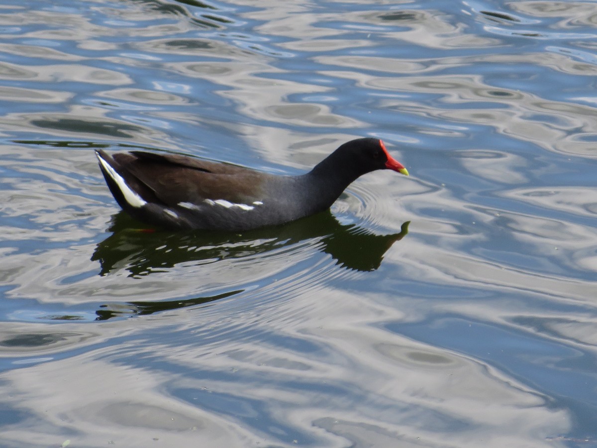 Common Gallinule - Eric Feltz